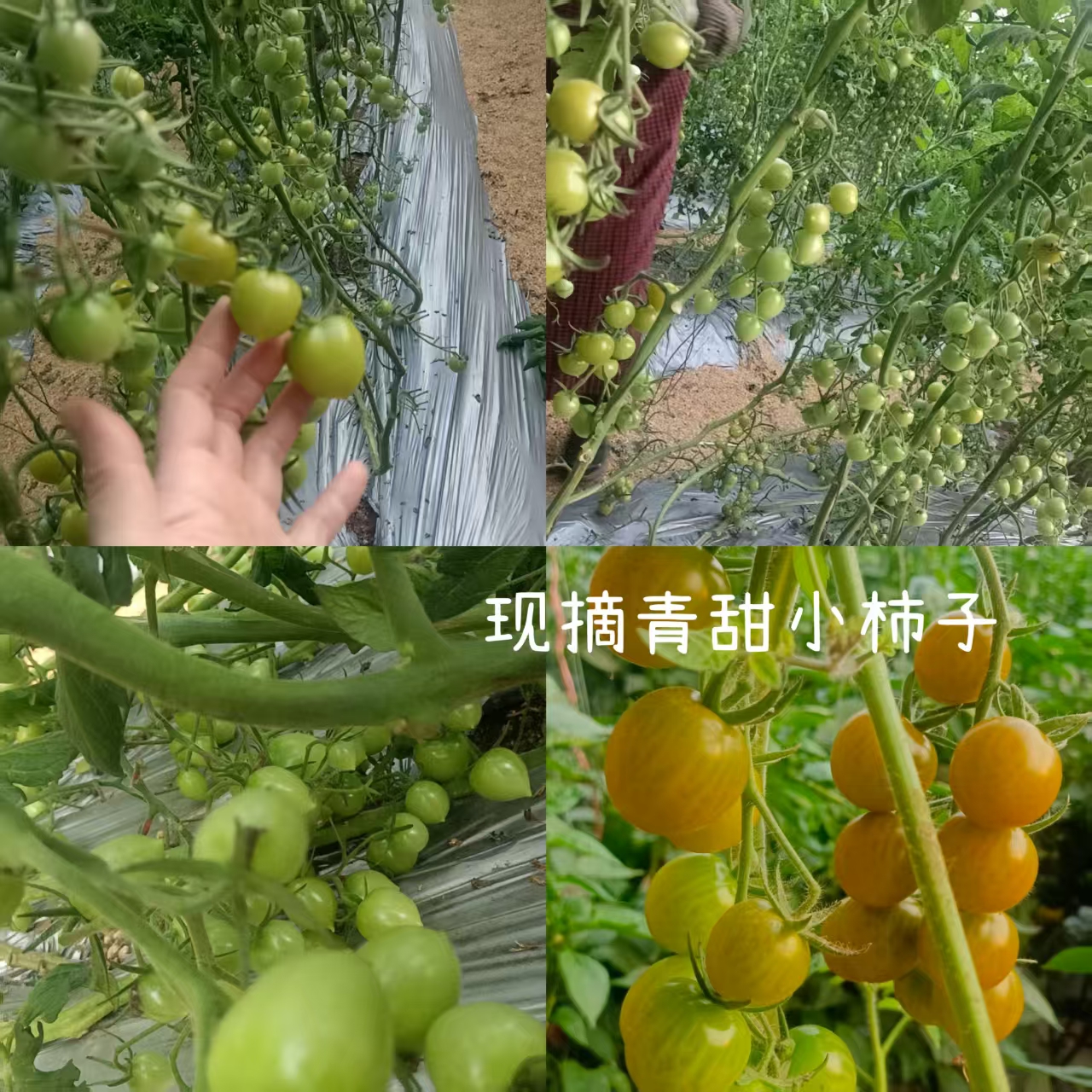 王兆杰找合伙人地头配送,新鲜蔬菜合作。