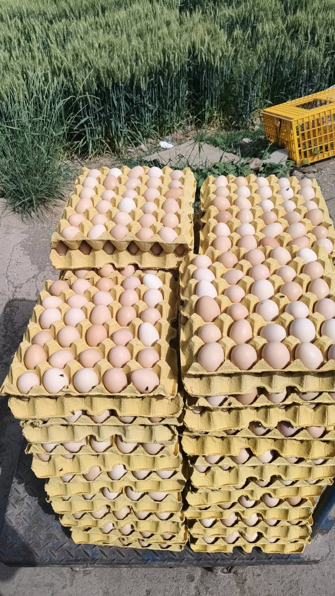 夏红田品牌货源