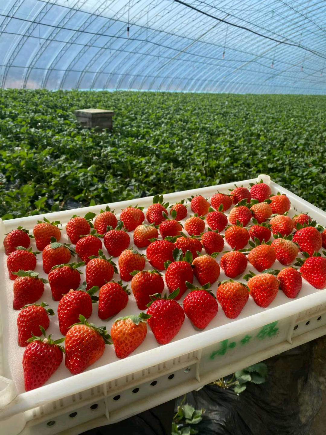 黄晓晖品牌货源草莓批发基地