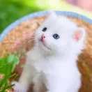 u客直谈实名认证陈林亚