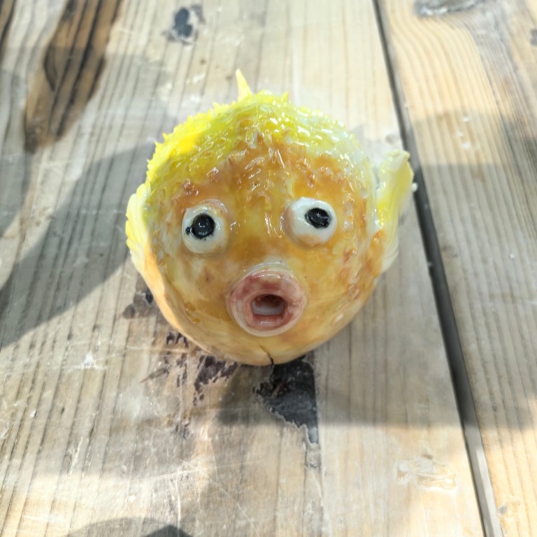 胡晓琴