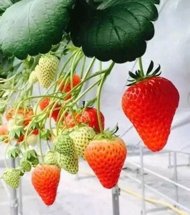 米吉勇品牌货源