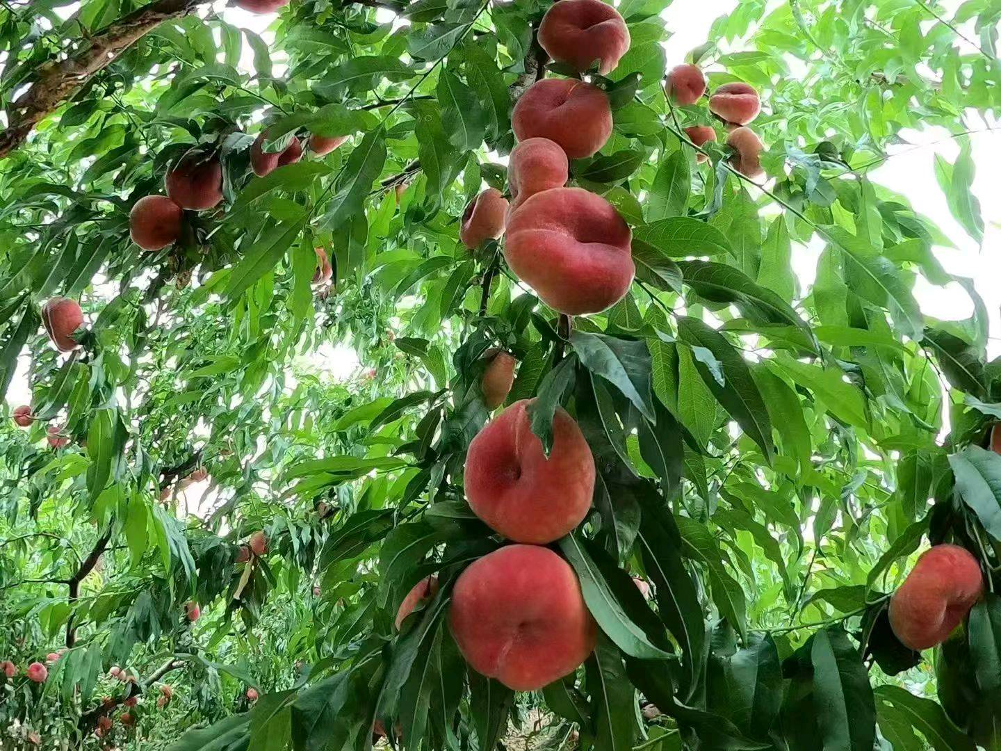 景寓铜品牌货源