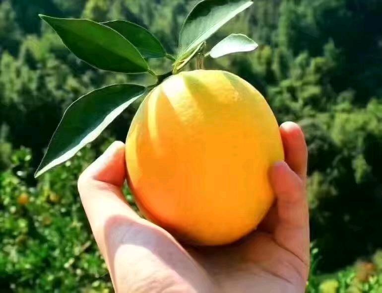 李先生品牌货源提供正宗赣南脐橙货源，自家果园自然承受不打甜蜜素不打保鲜水！现摘现发