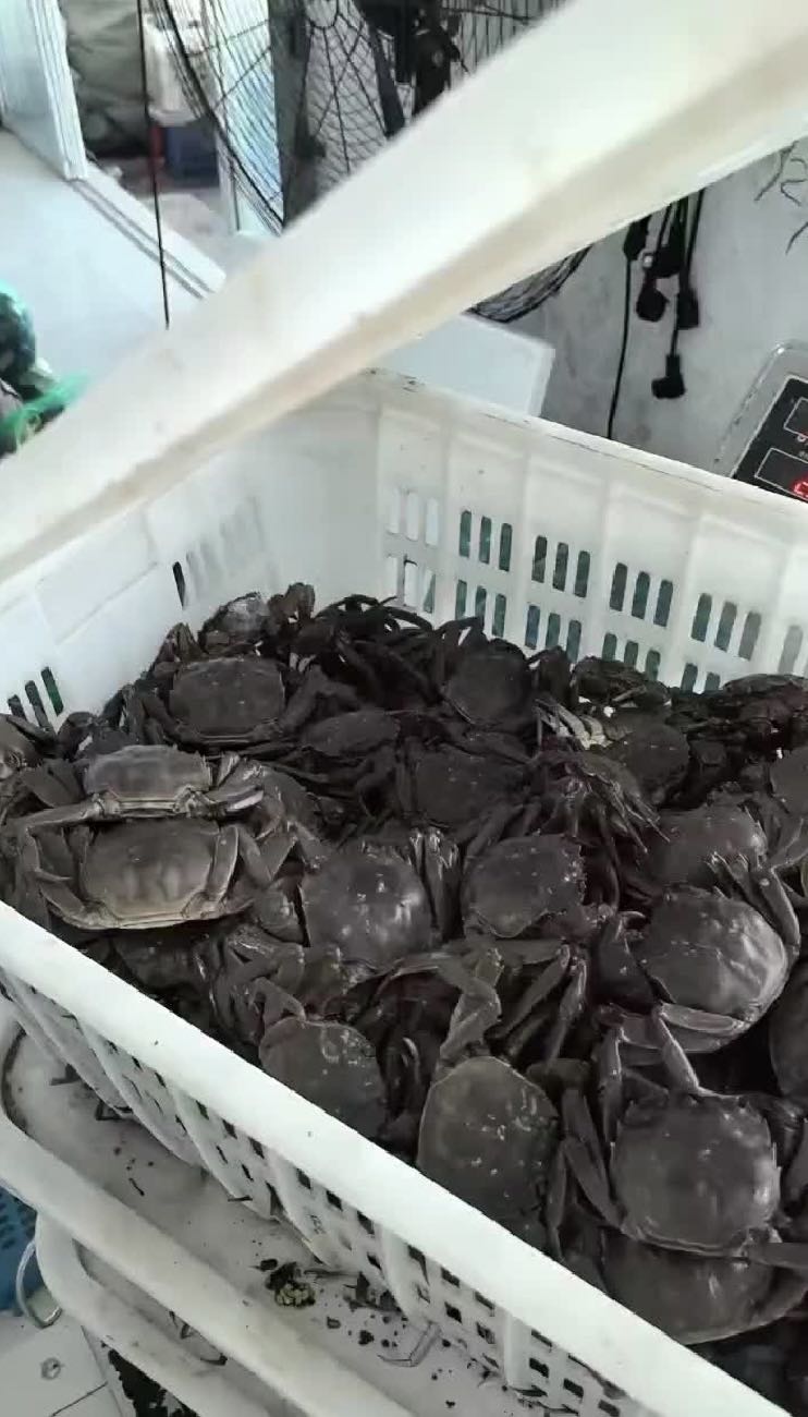 罗先生品牌货源