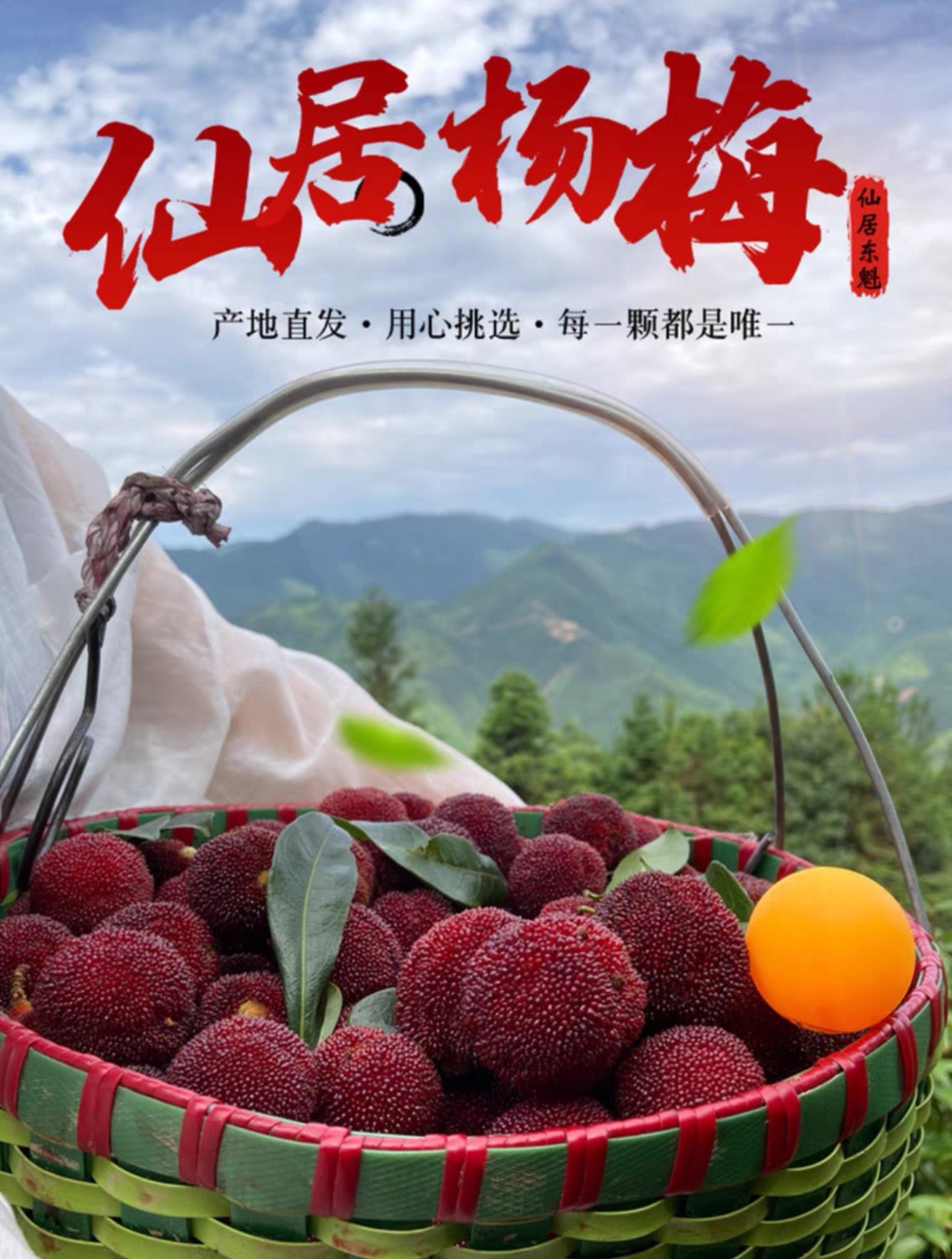 郑迪超仙居东魁杨梅招代理团长，一件代发0投