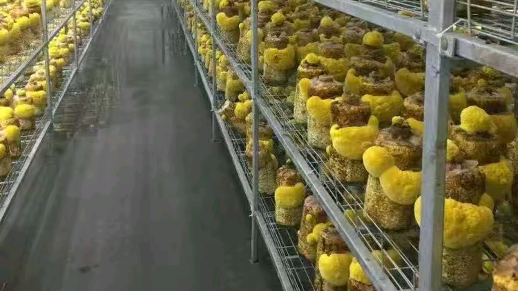 张先生找合伙人