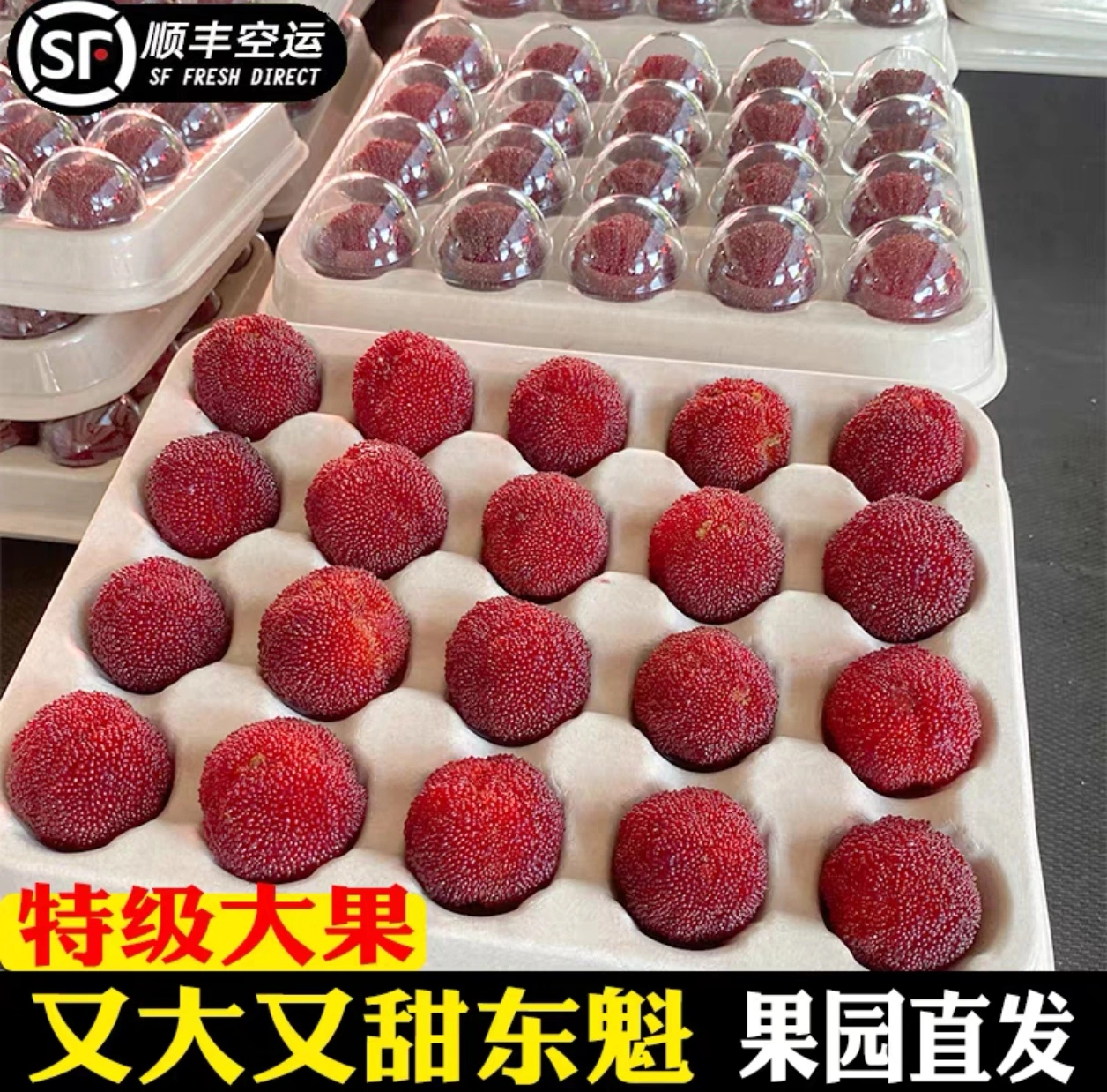 郑迪超品牌货源仙居东魁杨梅诚招代理