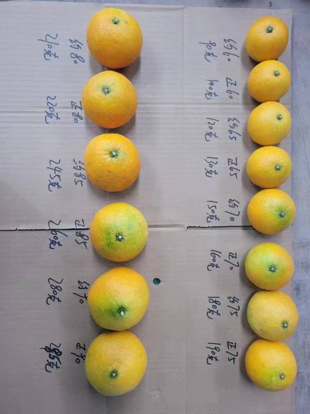 魏先生品牌货源提供青见果冻橙，黄美人橙货源