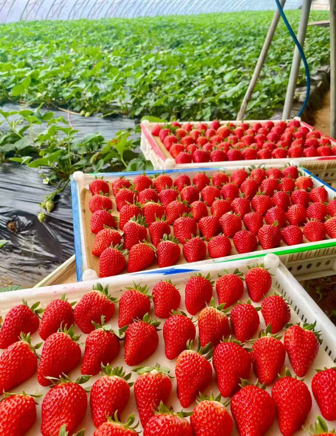 李长城辽宁丹东东港九九草莓一件代发