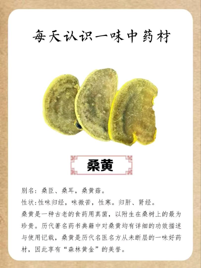 张先生找合伙人寻找桑黄种植合作，提供技术培训与产销一体化支持