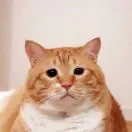 刘先生