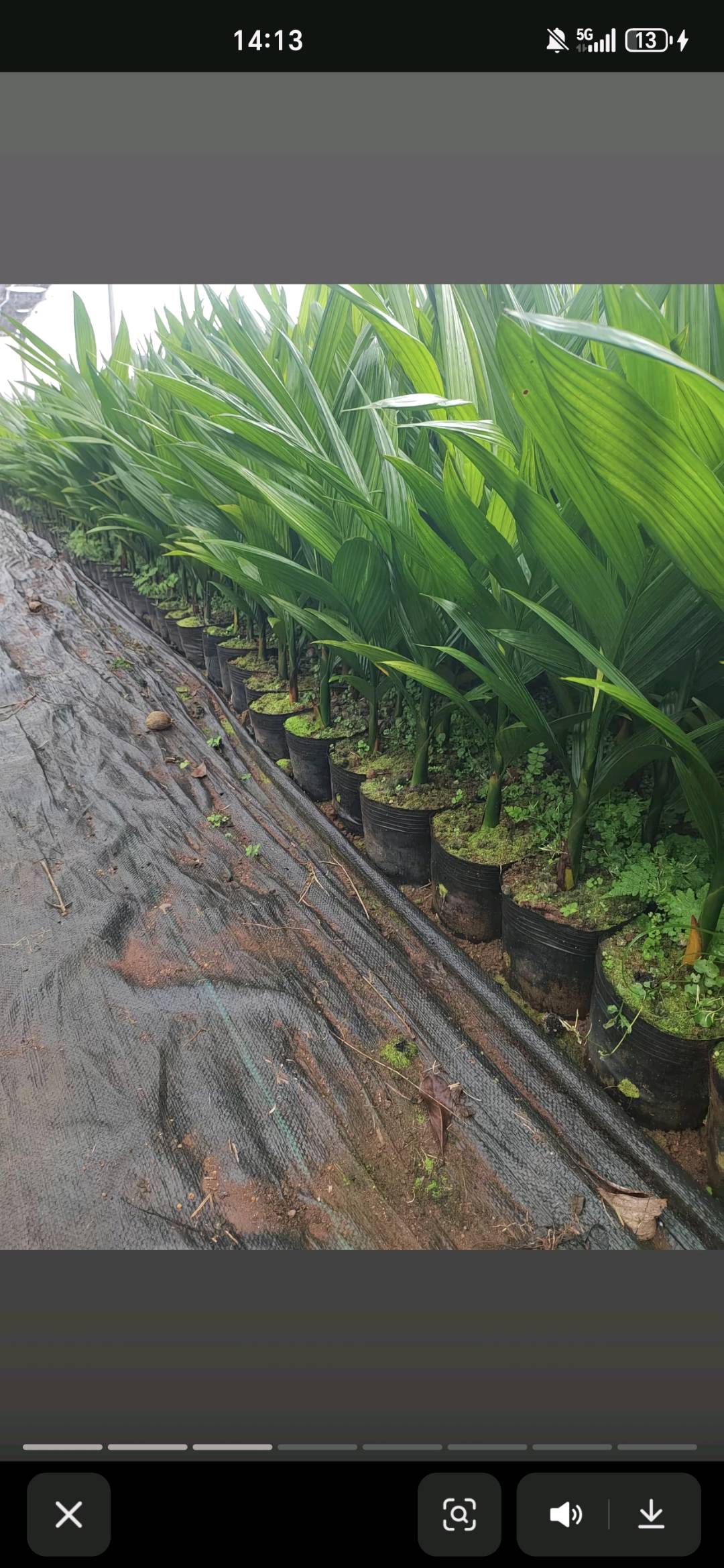 温先生其他供需出3万株 琼中槟榔苗2-3叶