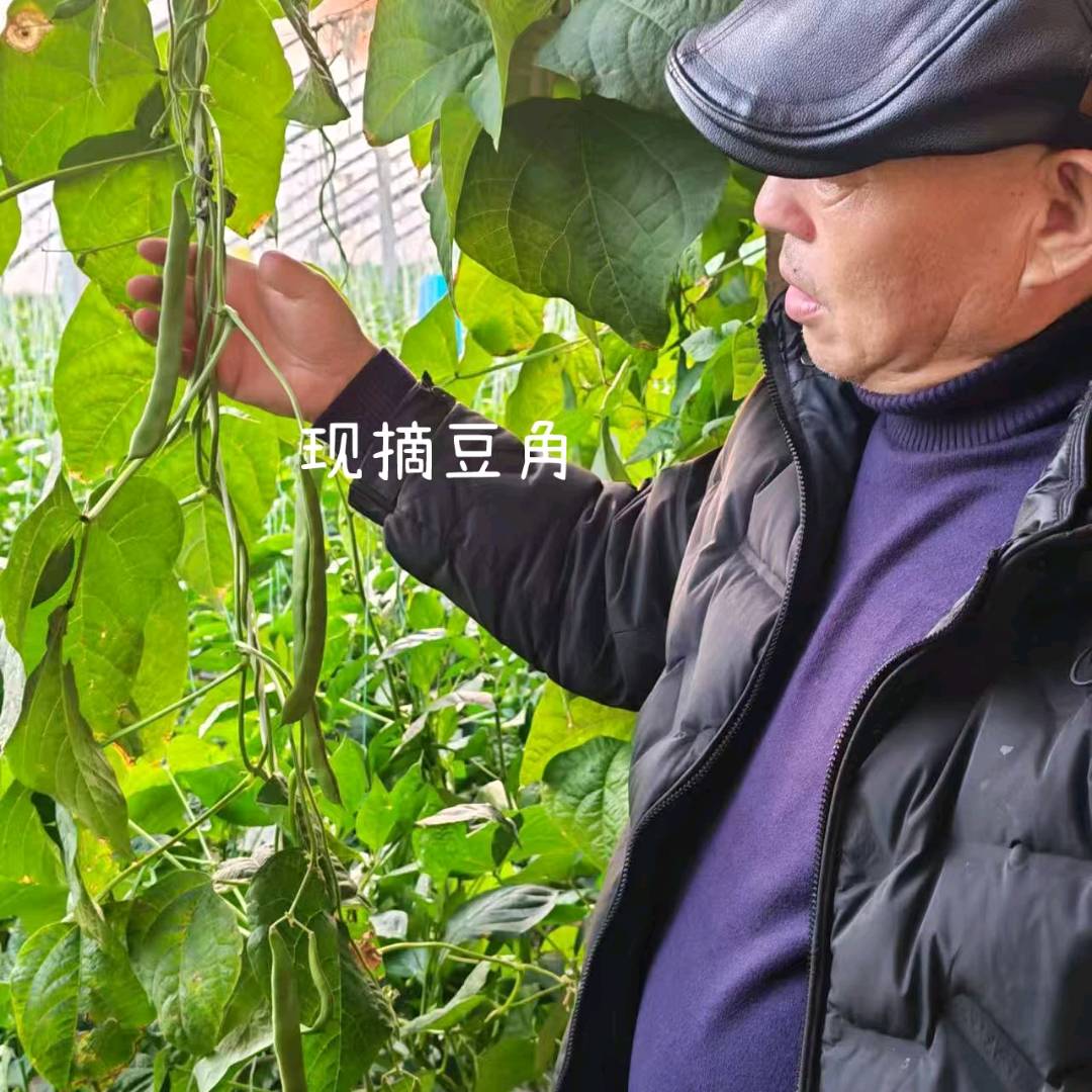 王兆杰找合伙人地头采摘的蔬菜一站式配送。