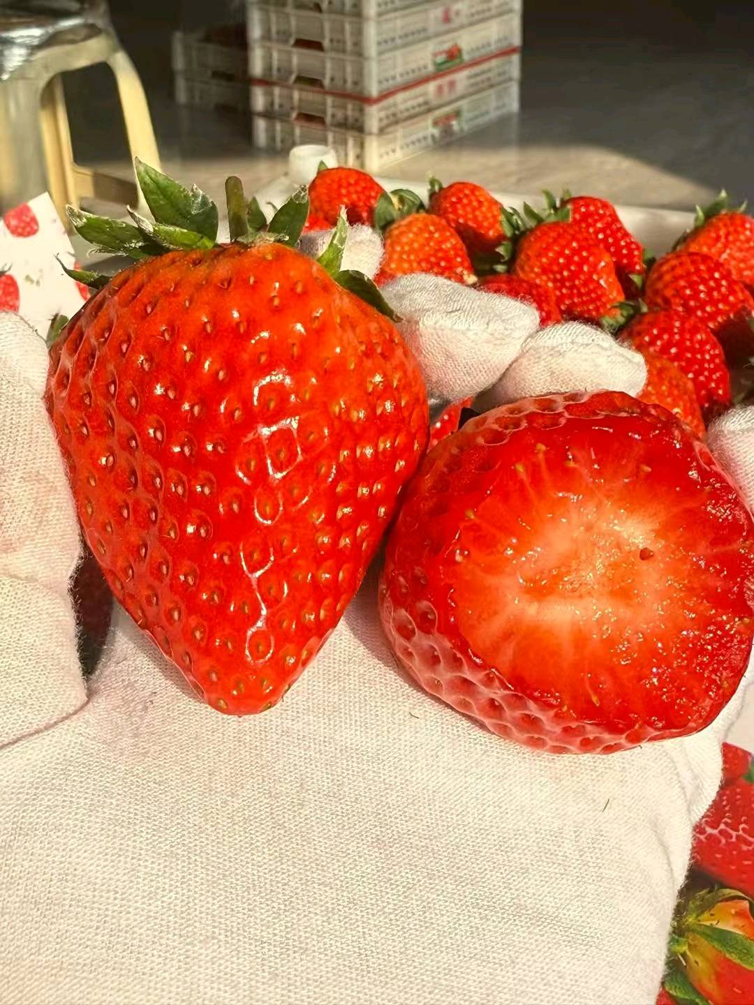 张先生品牌货源丹东九九草莓招代理