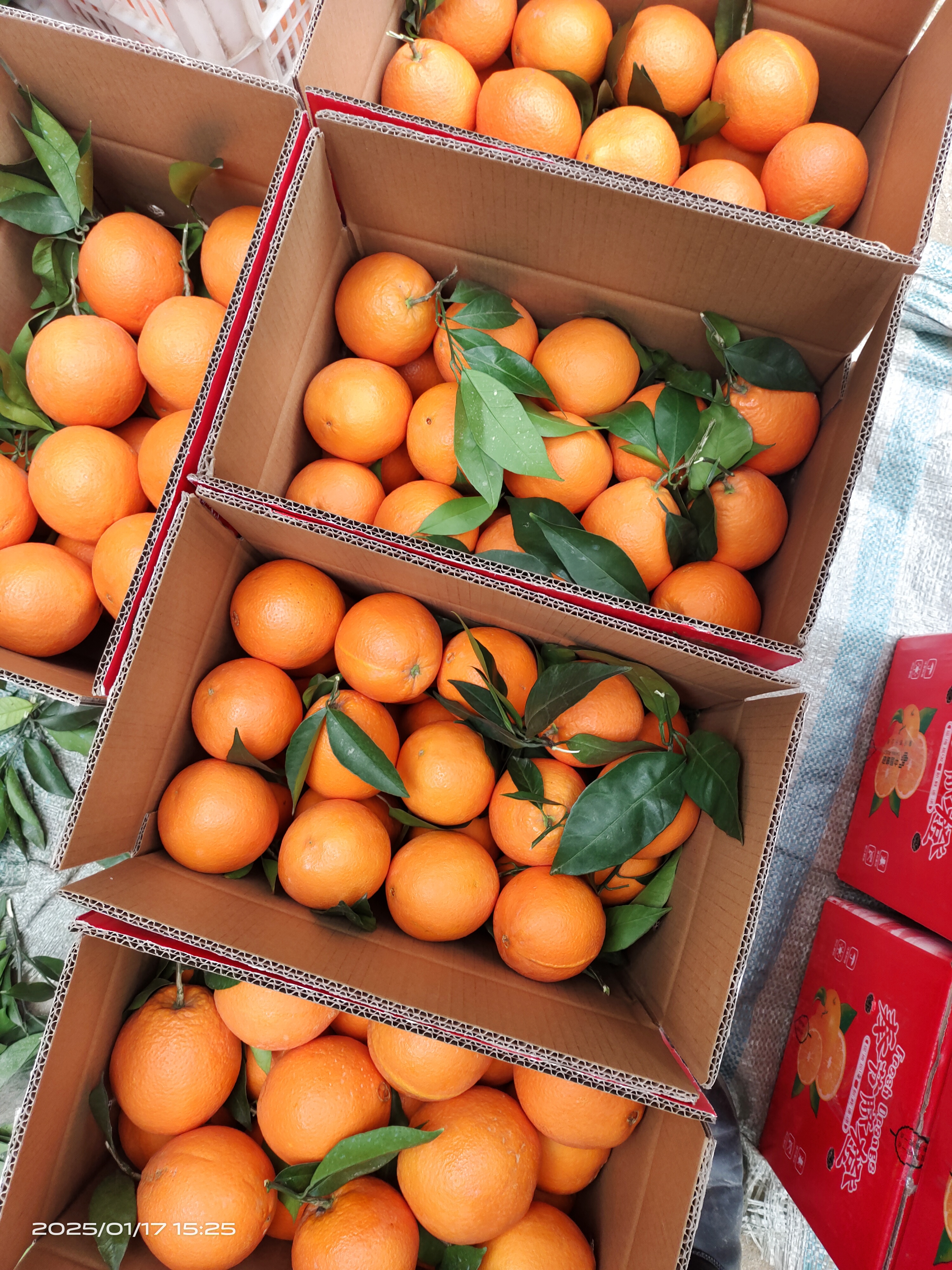 杨剑平品牌货源