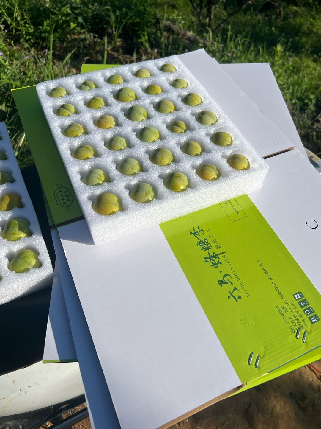 蒙兴洪品牌货源贵州六马镇宁蜂糖李