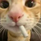 邹寅