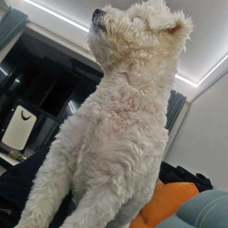 林先生