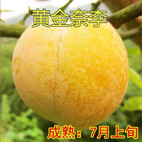 杜忠玉品牌货源