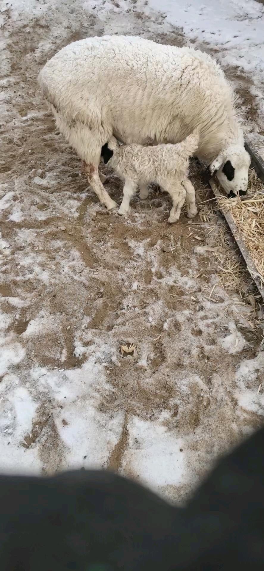 胡先生品牌货源自家放养羊肉