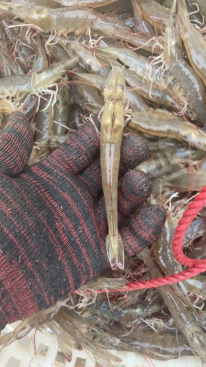 吴先生找合伙人