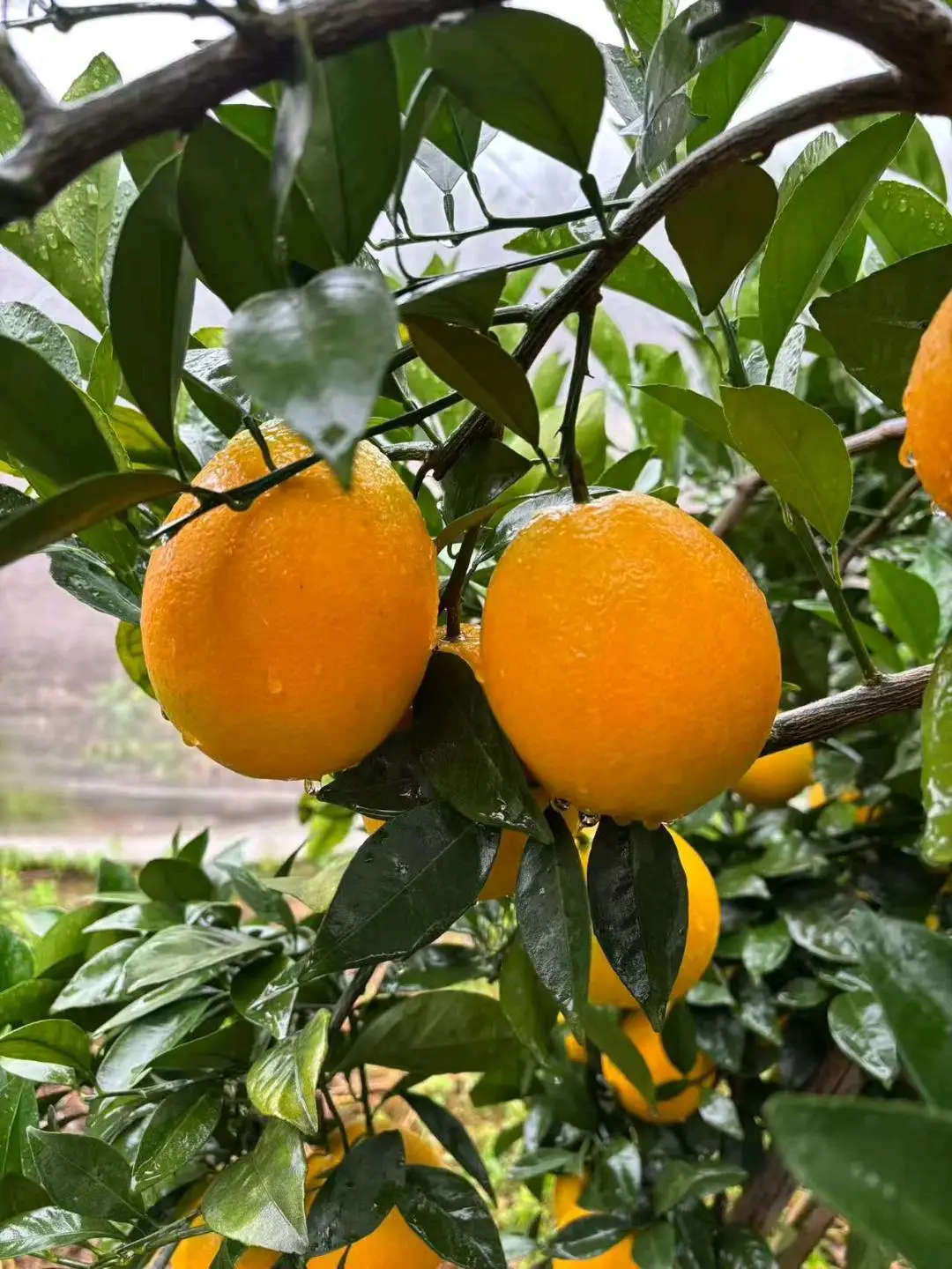 上先生品牌货源