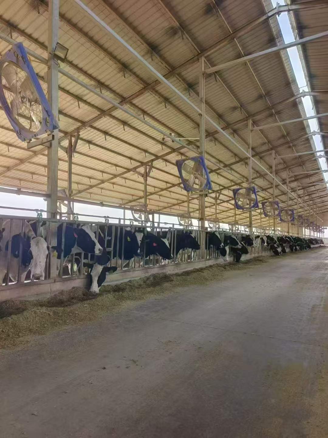 周先生云边的风味，云边的卓玛，纯牛奶