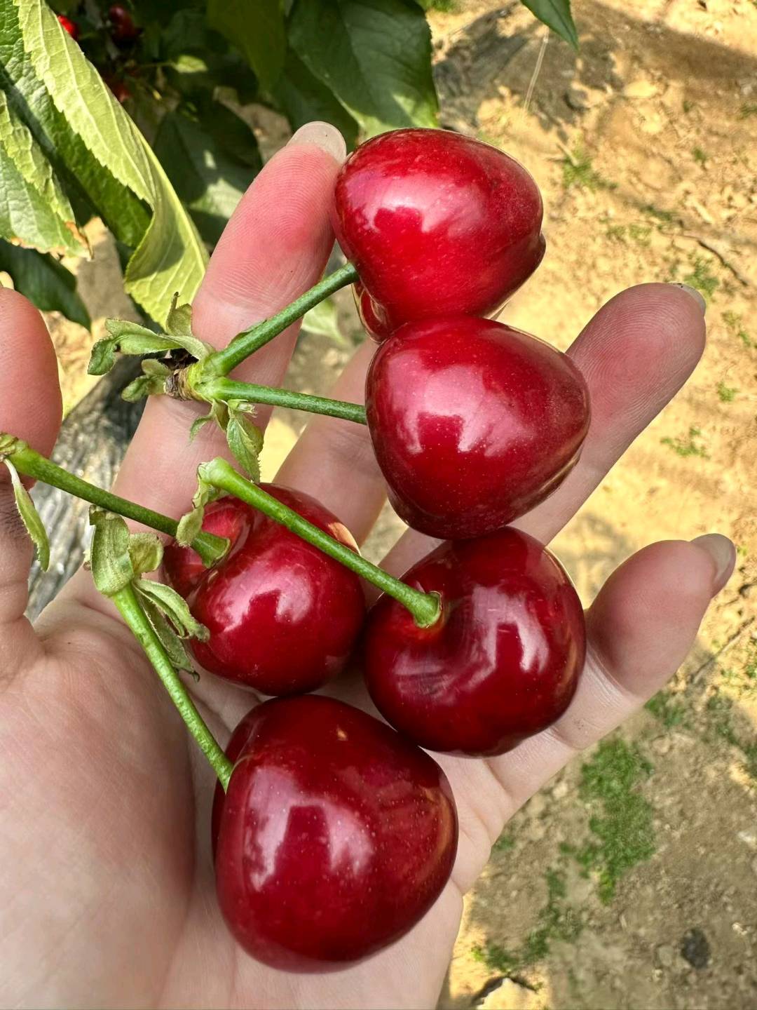 李珍寻求社区团购跟一件代发 需要联系