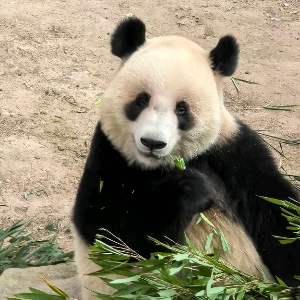 王志多