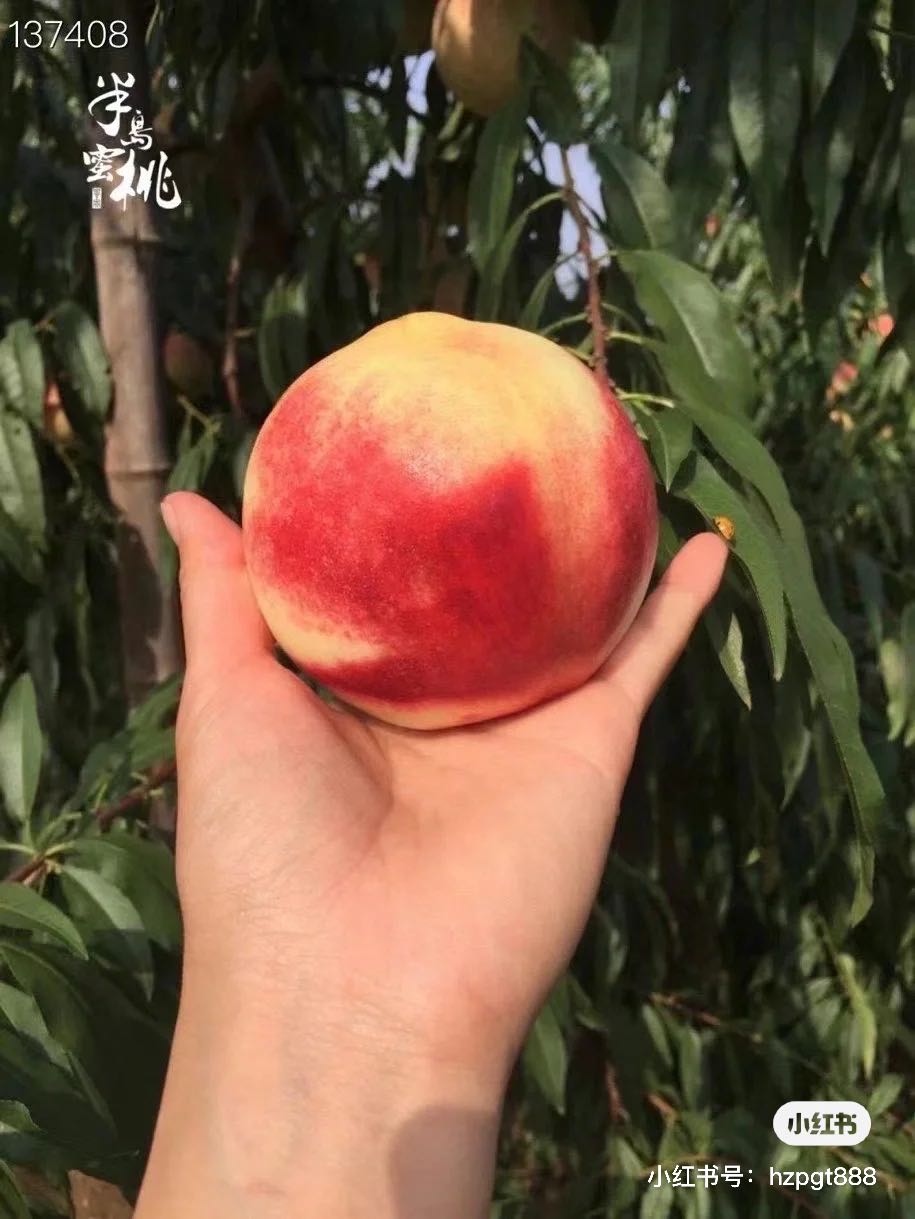 霍先生品牌货源