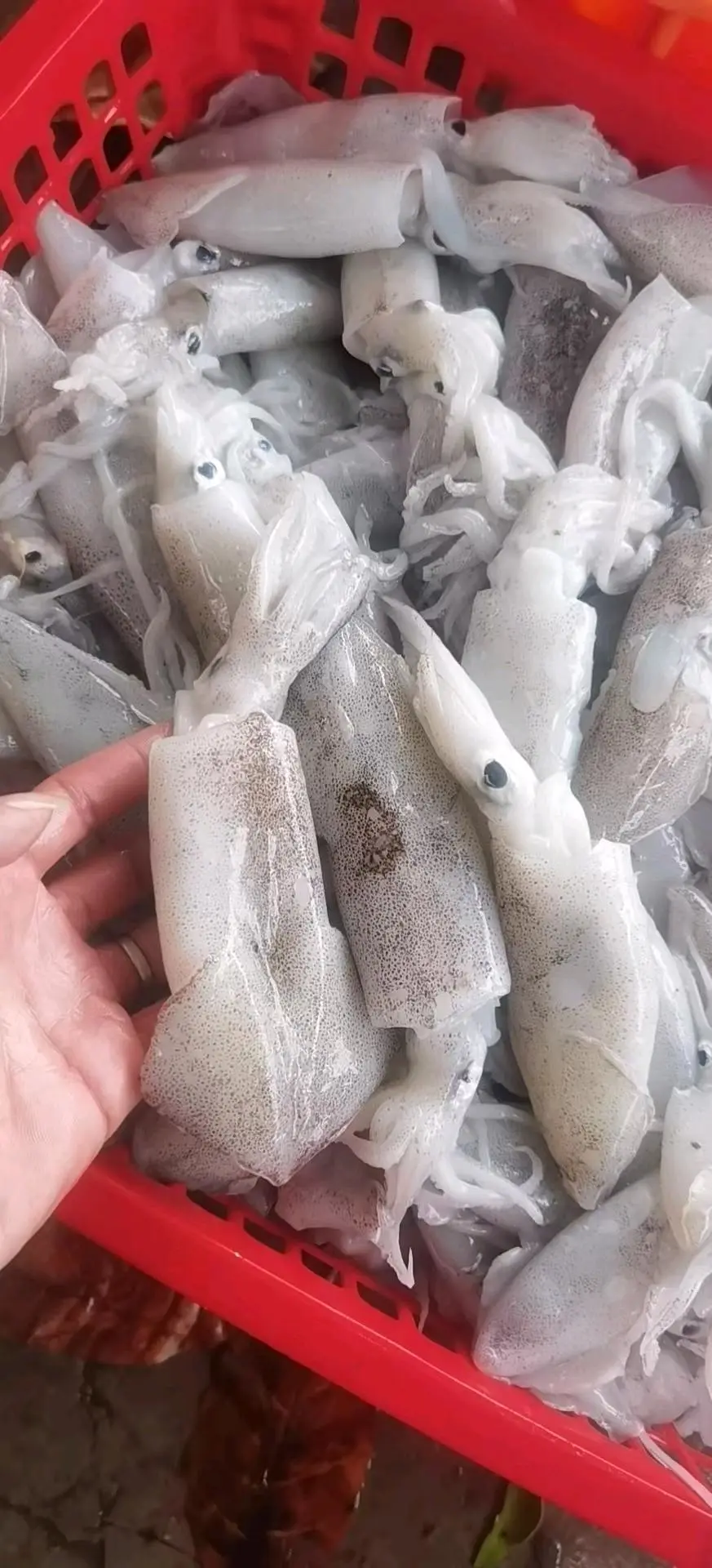 陈海平海南自家渔船,各种海鲜