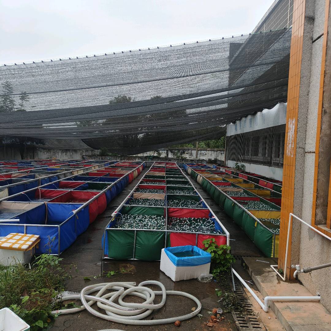陈先生品牌货源观背青鳉观赏鱼电商货源 做各大电商平台的可以聊聊 顺丰快递一件代发