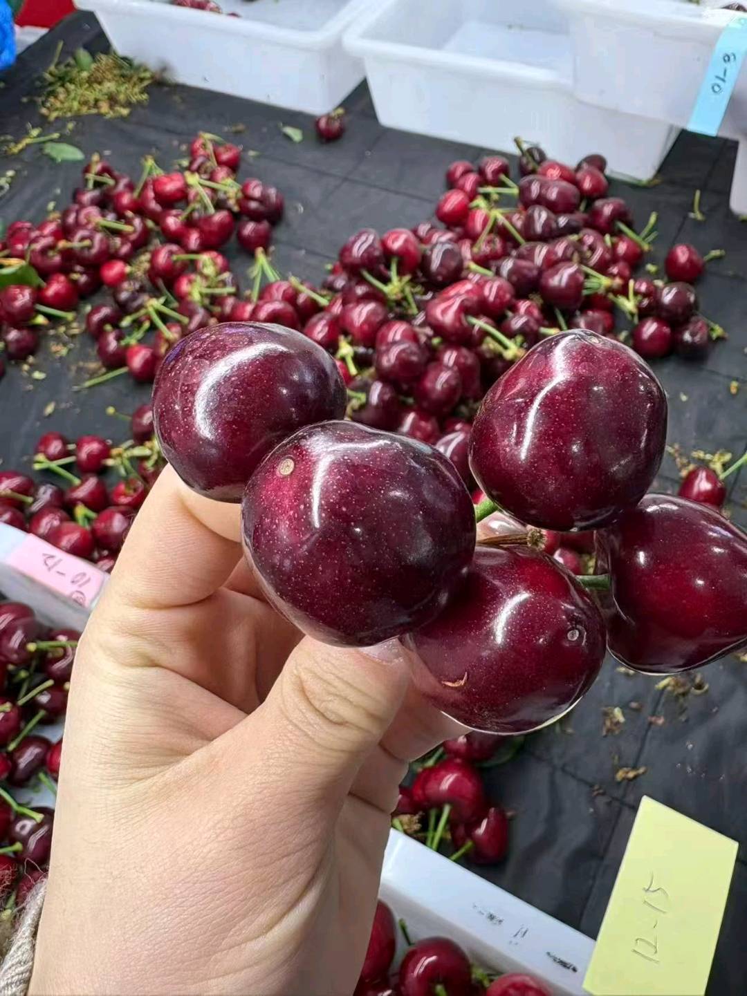 李珍寻求一件代发社区团购