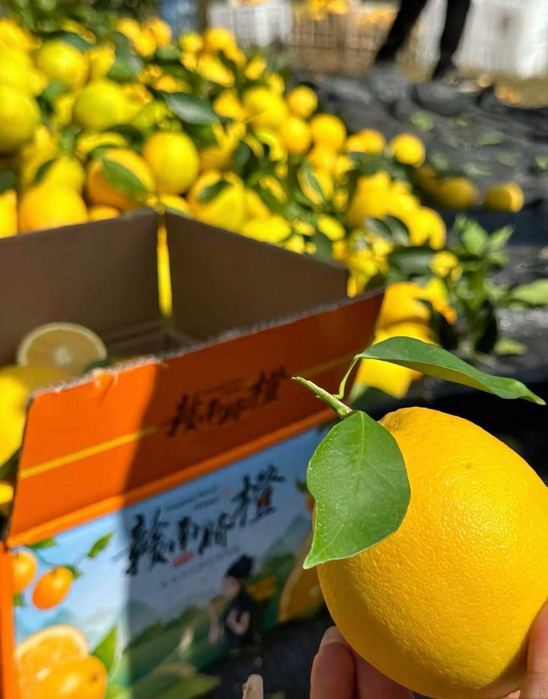 王林金品牌货源