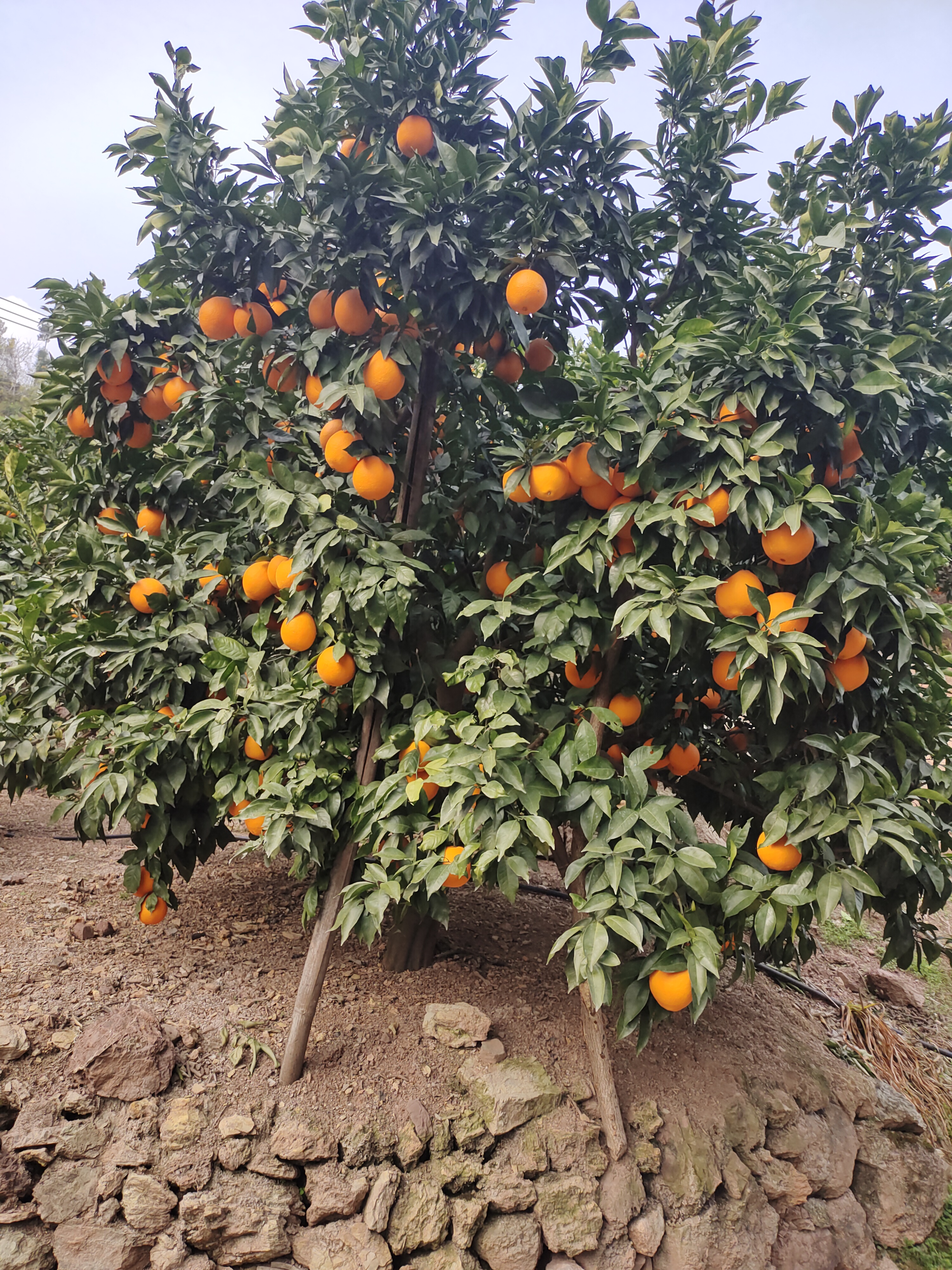 杨剑平品牌货源奉节脐橙200吨找代销