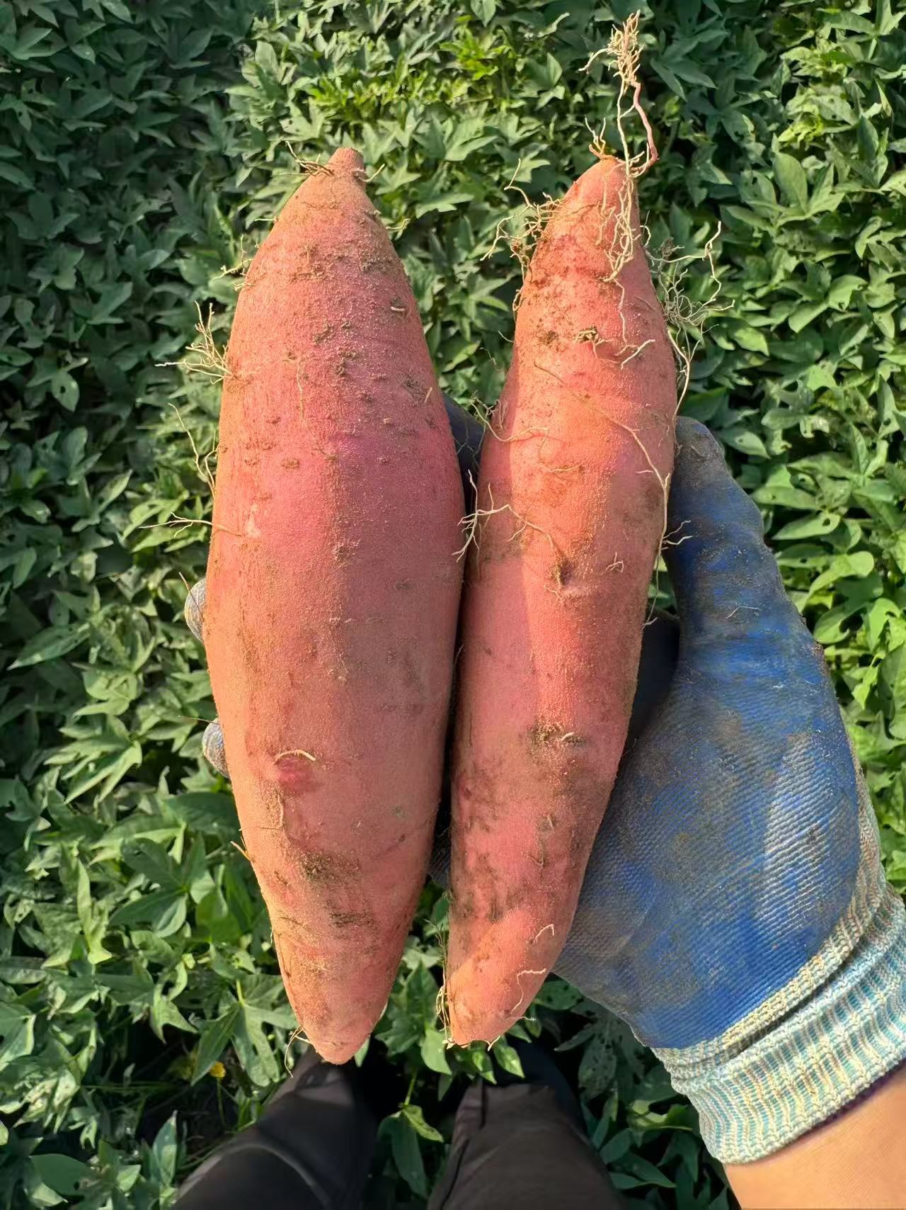 靳红稳品牌货源我是红薯产地，自家基地+合作农户，质量有保证，价格随行就市