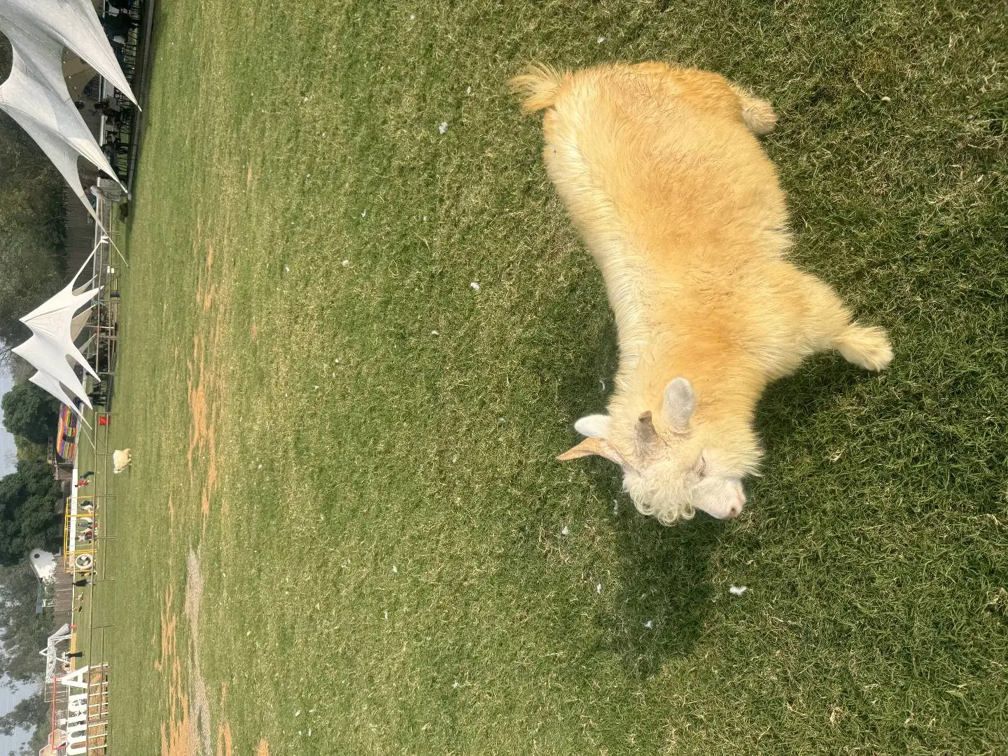 黄先生