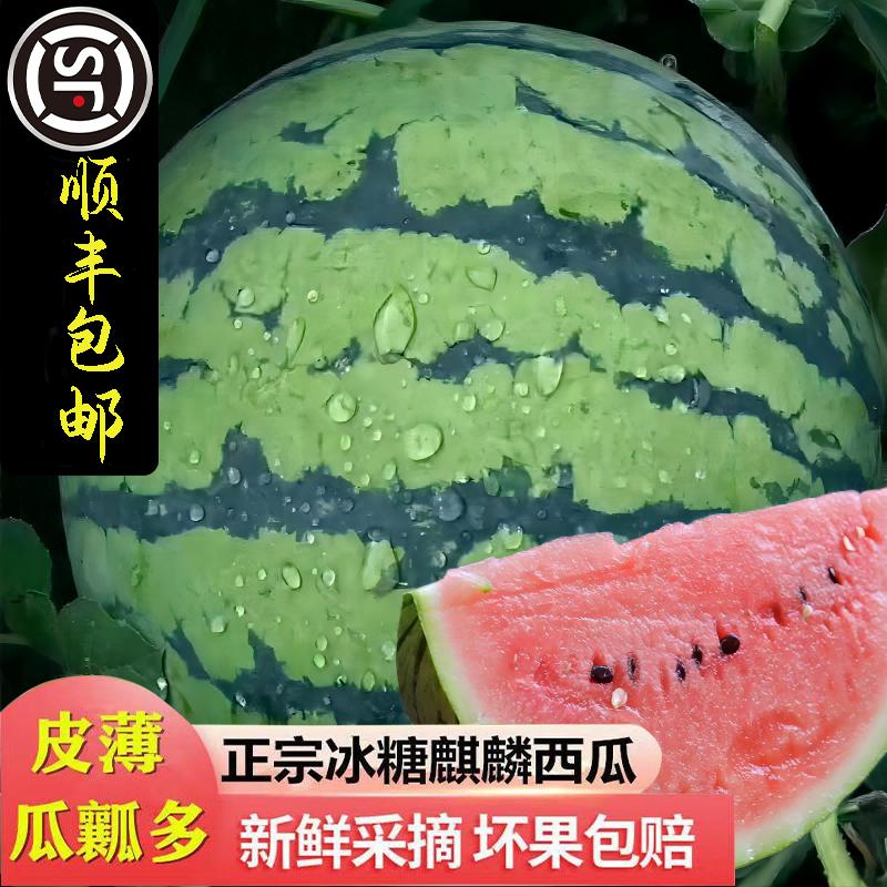 桑先生品牌货源顺丰包邮当季美都8424麒麟西瓜自家种植现摘现发老少水果
