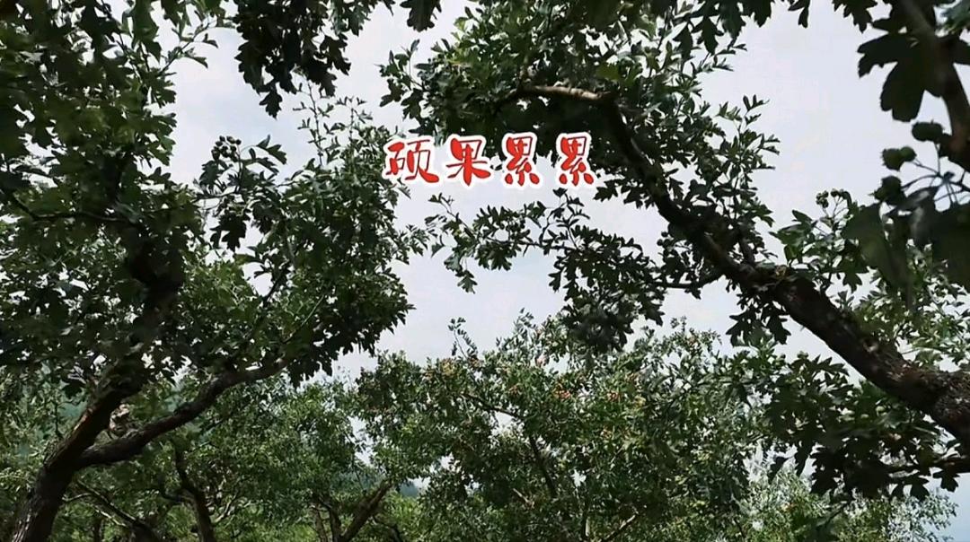 高女士承平高速兴隆西出口千棵山楂林招商｜整租/合伙/认养多种合作