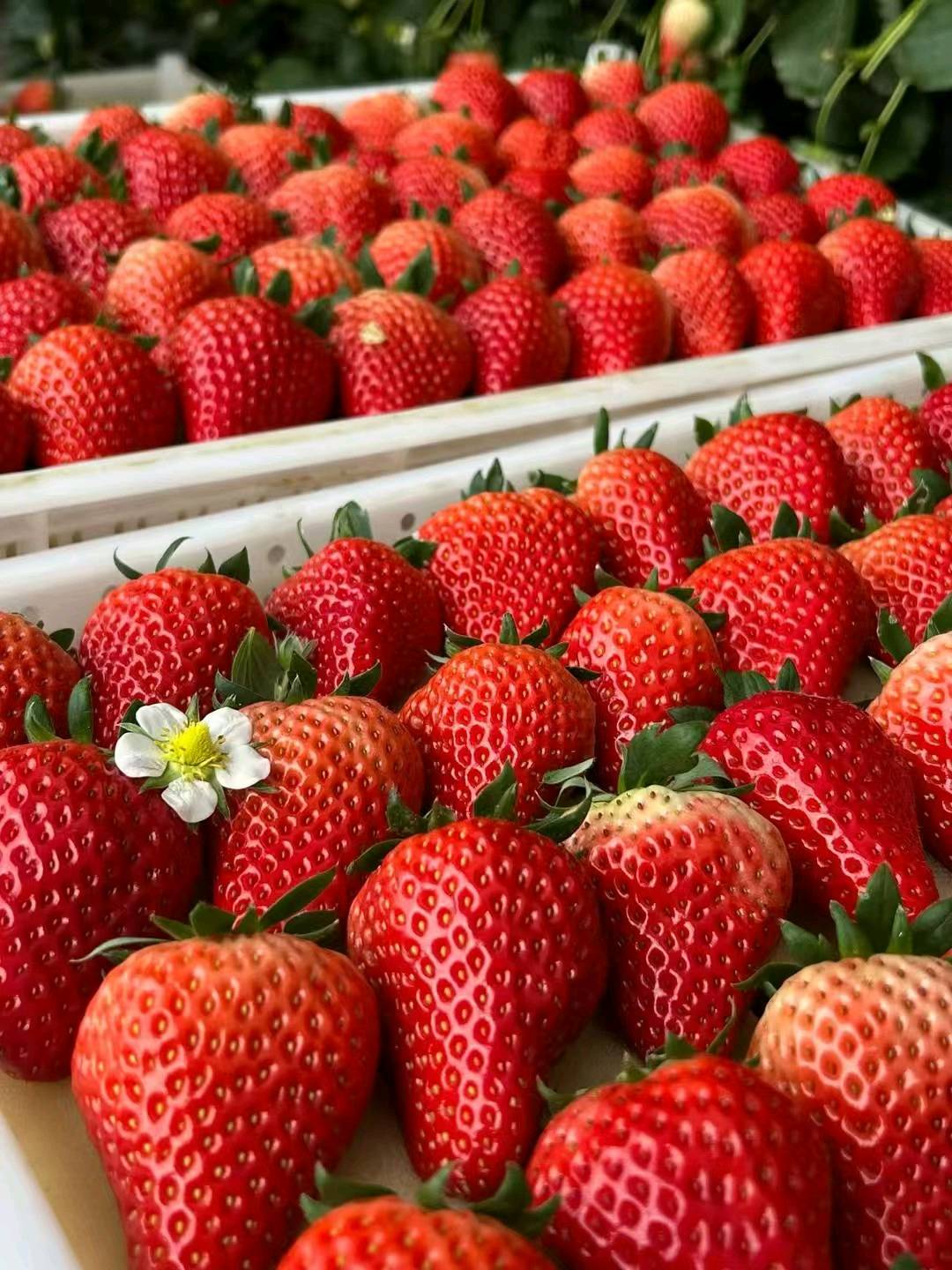 张先生丹东九九草莓招代理