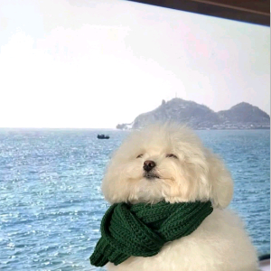 张先生