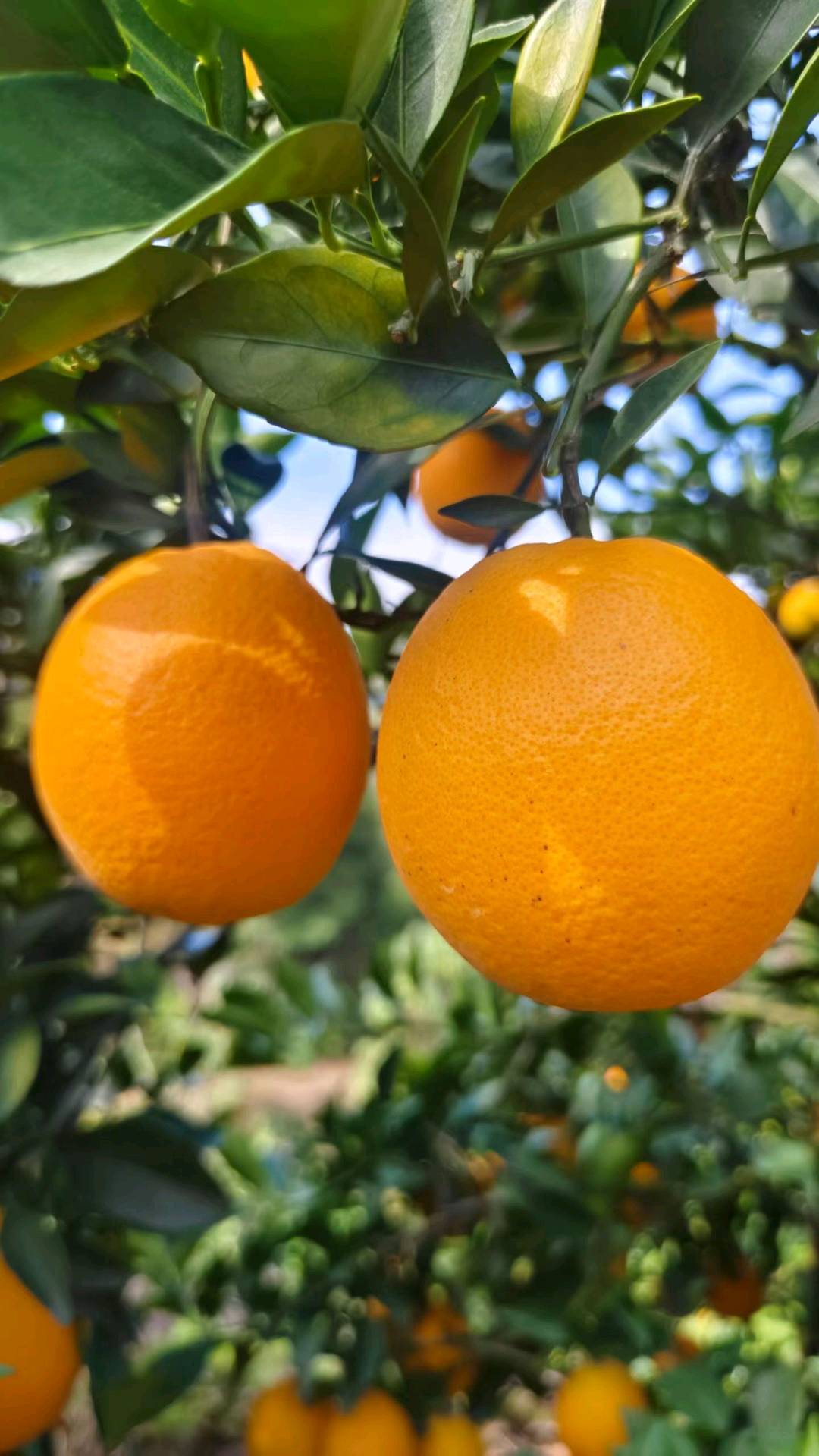 陈先生品牌货源