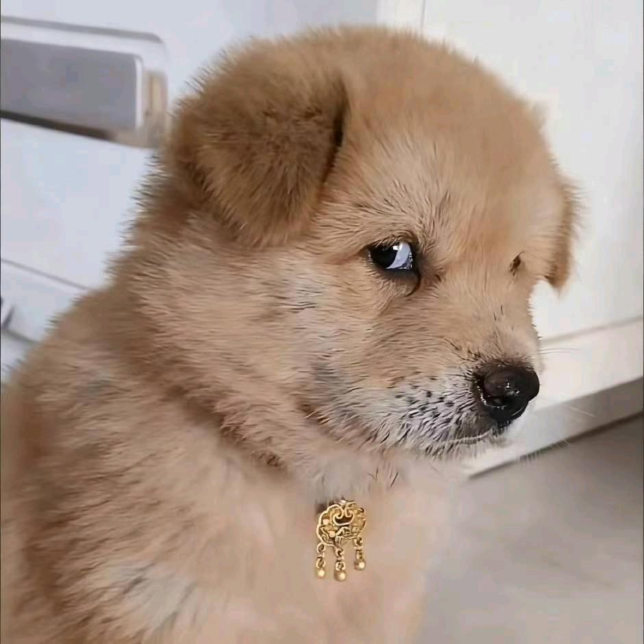 王先生地推项目蚂蚁阿福AQ推广