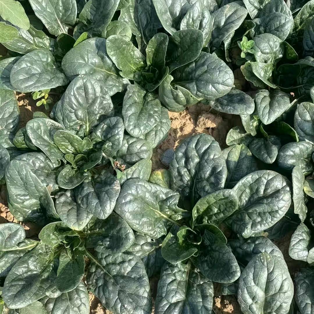 周先生品牌货源助农蔬菜，自家土地