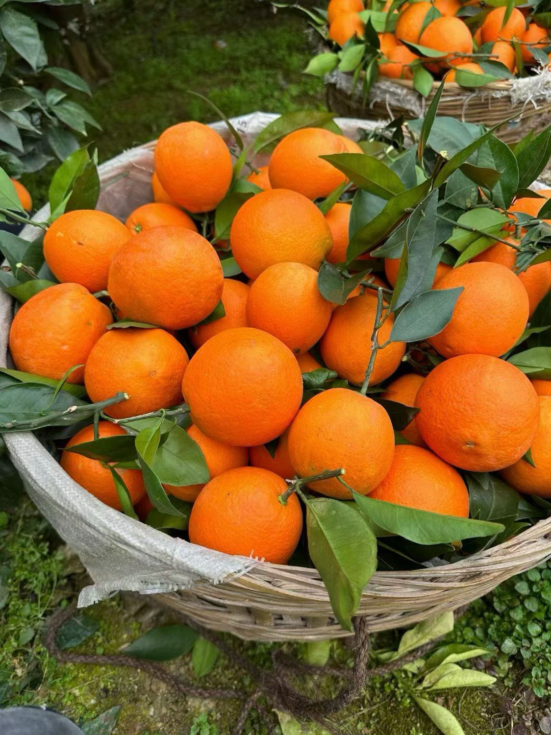 余龙敏品牌货源奉节脐橙，果农直发