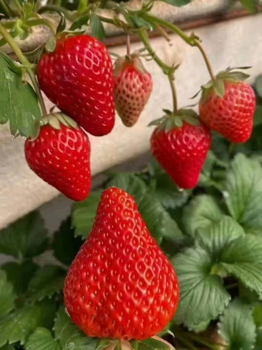 苗先生丹东九九草莓招代理