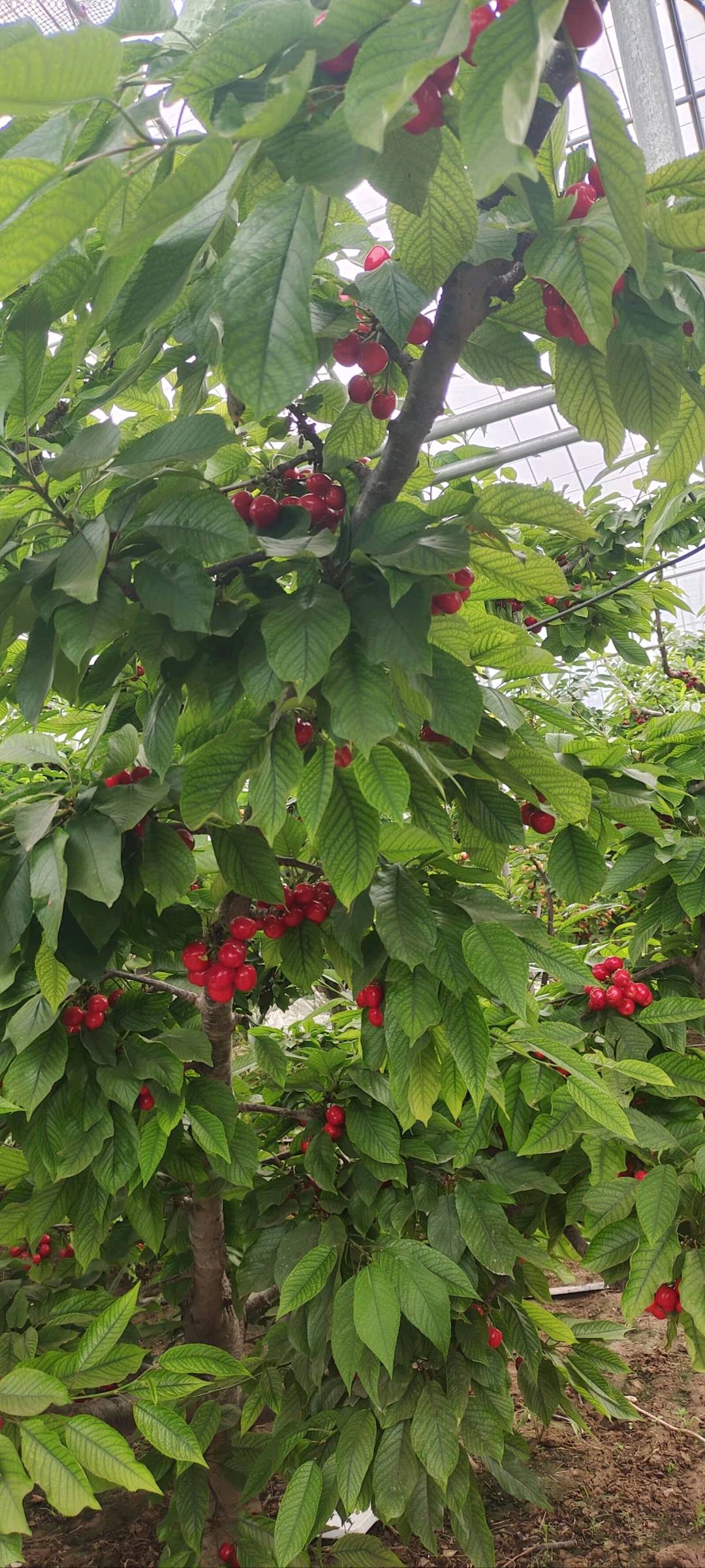 李先生各种品种的大樱桃，美早，布鲁克斯，萨米脱等