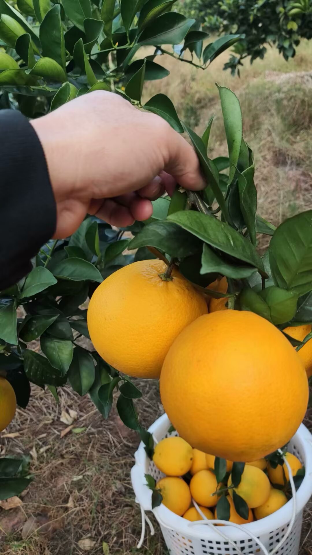 王有龙品牌货源正宗江西赣南脐橙，寻找推广渠道，电商平台或带货合作