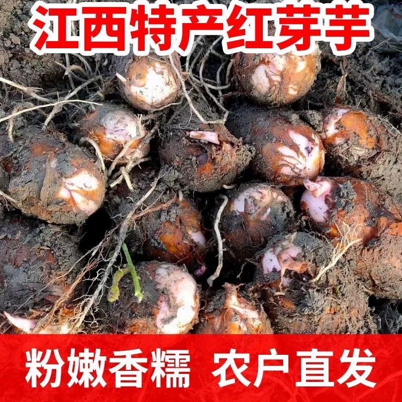 余良成正宗红芽芋头新鲜芋艿芋子现挖香甜农家红芽芋当季小毛香芋批发
